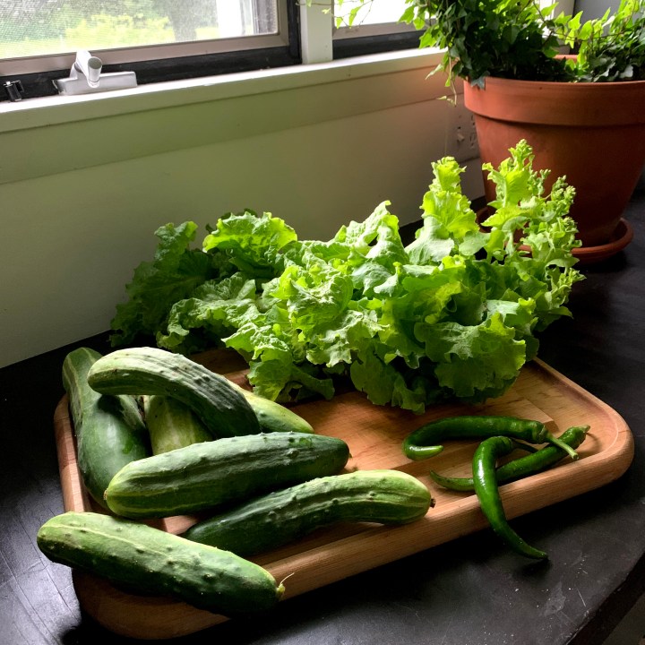 Two Ways Our Garden Helps Us Reduce&nbsp;Waste