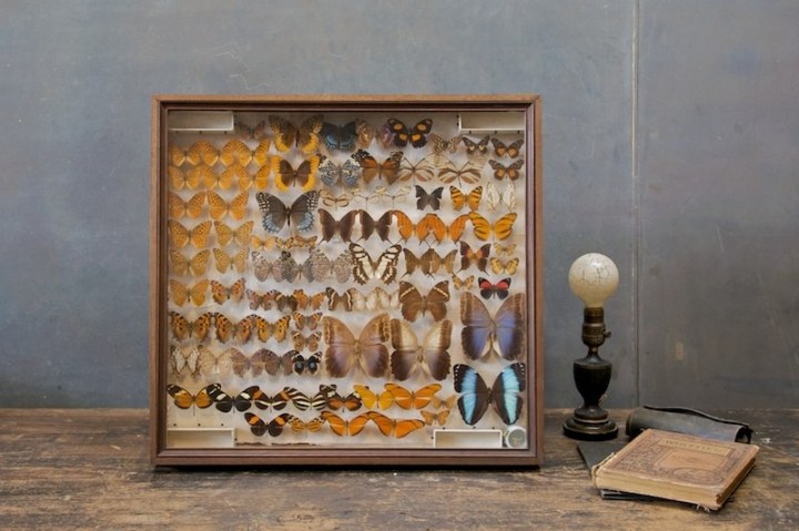 1296_1296_1981vintage-museum-butterfly-taxidermy-display5
