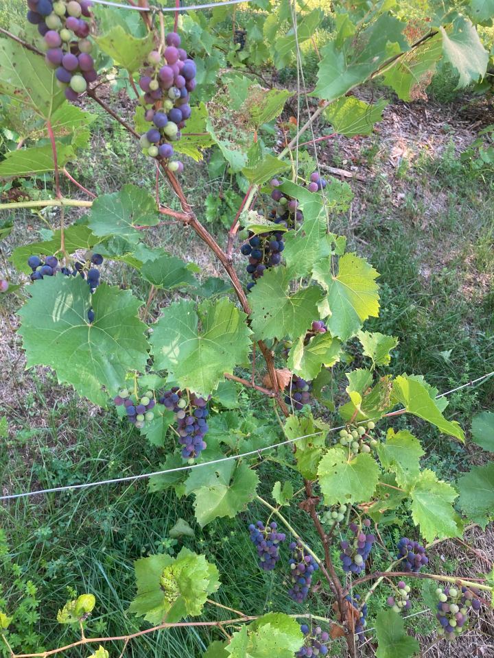 Danascara Landscape Progress and To Do&nbsp;List